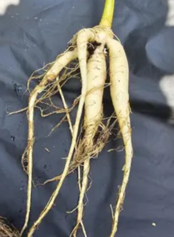 Moringa Root
